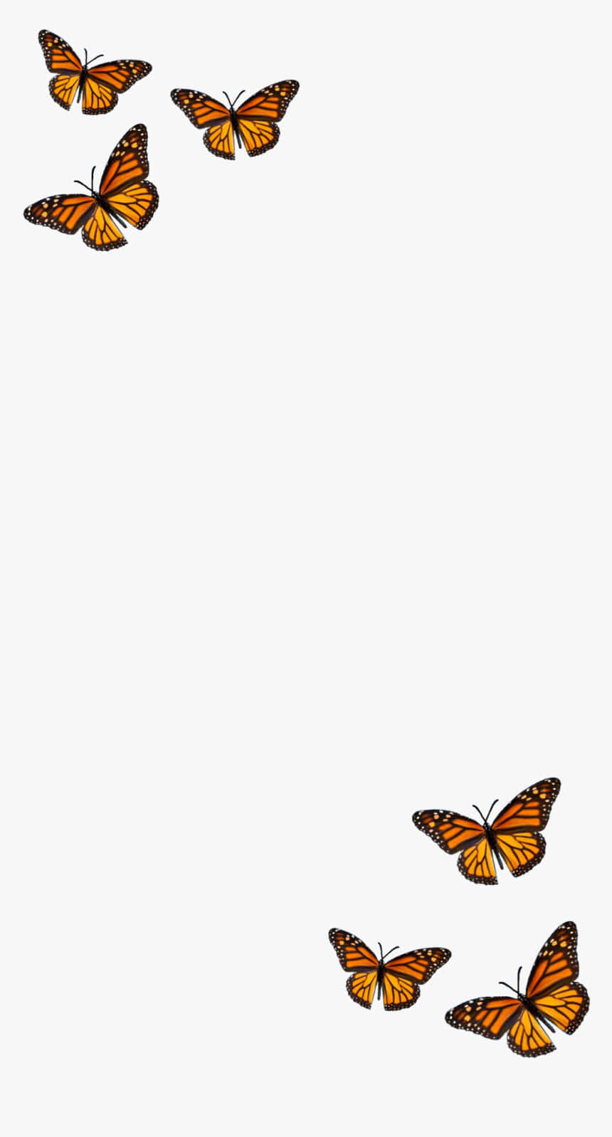 Orange Monarch Butterflies White Poster Background