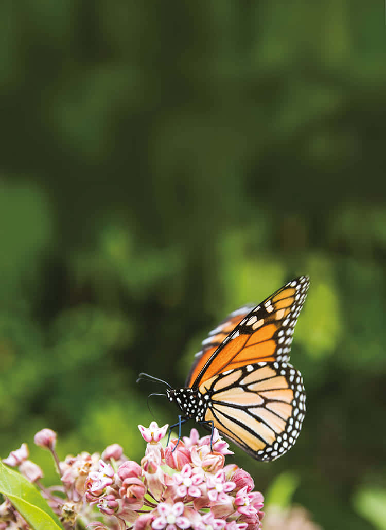 Orange Monarch Butterfly On Pink Milkweed Flower Background