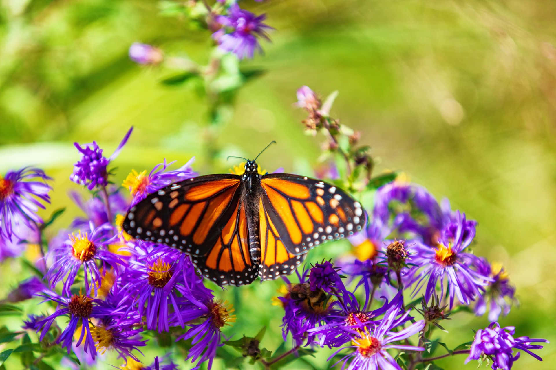 Orange Monarch Butterfly On Purple Asters Background