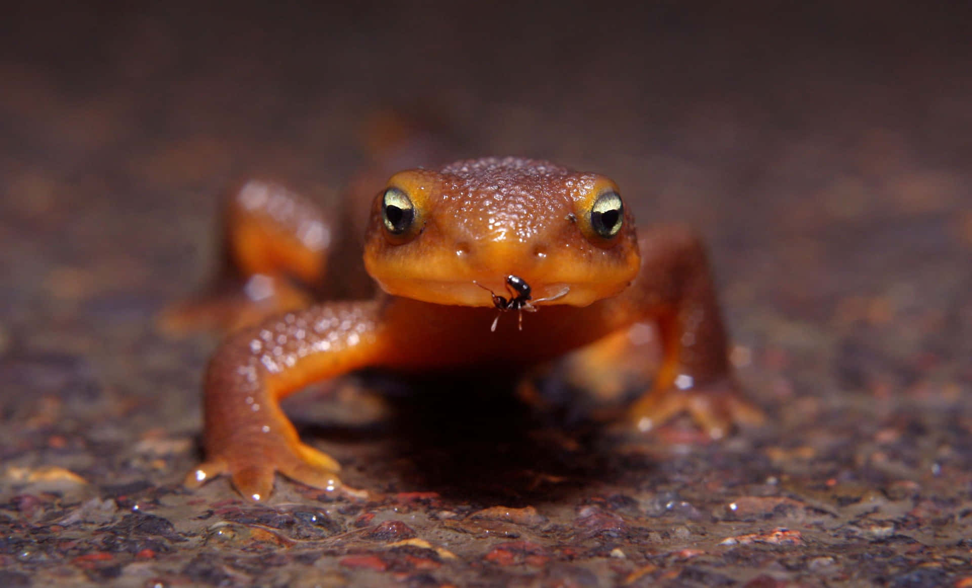 Orange Newt Closeup Background