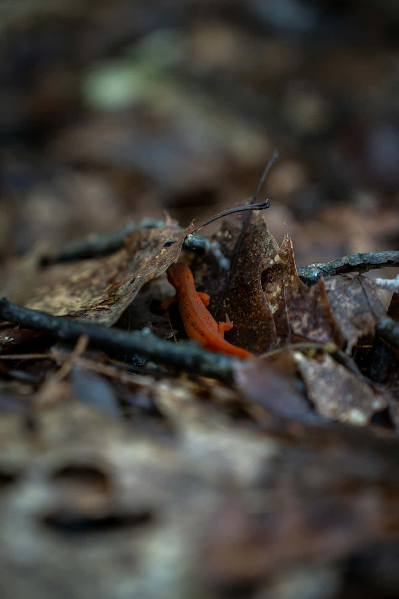 Orange Newtin Forest Floor