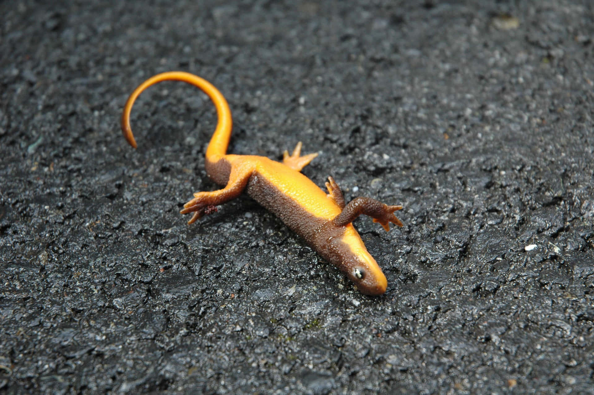 Orange Newton Asphalt Background