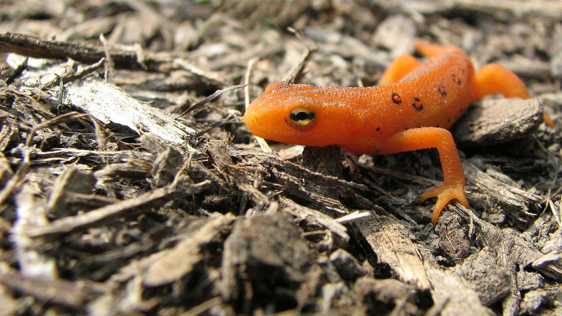 Orange Newton Forest Floor.jpg Background