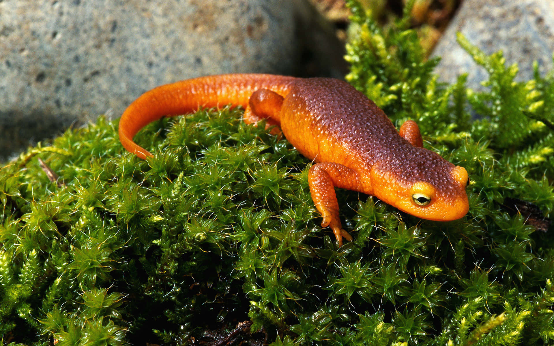 Orange Newton Moss.jpg Background