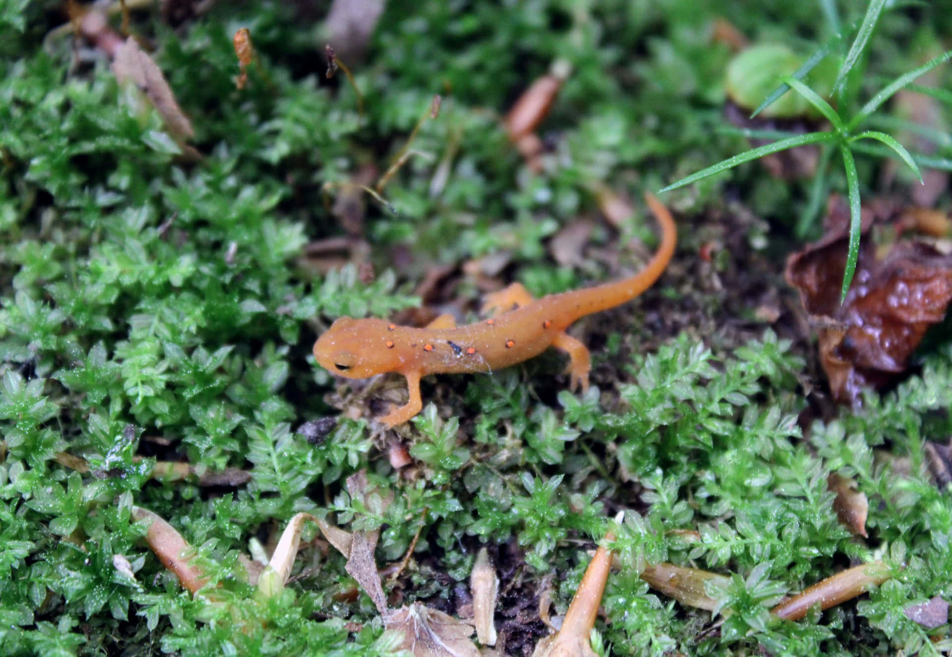 Orange Newton Mossy Forest Floor.jpg