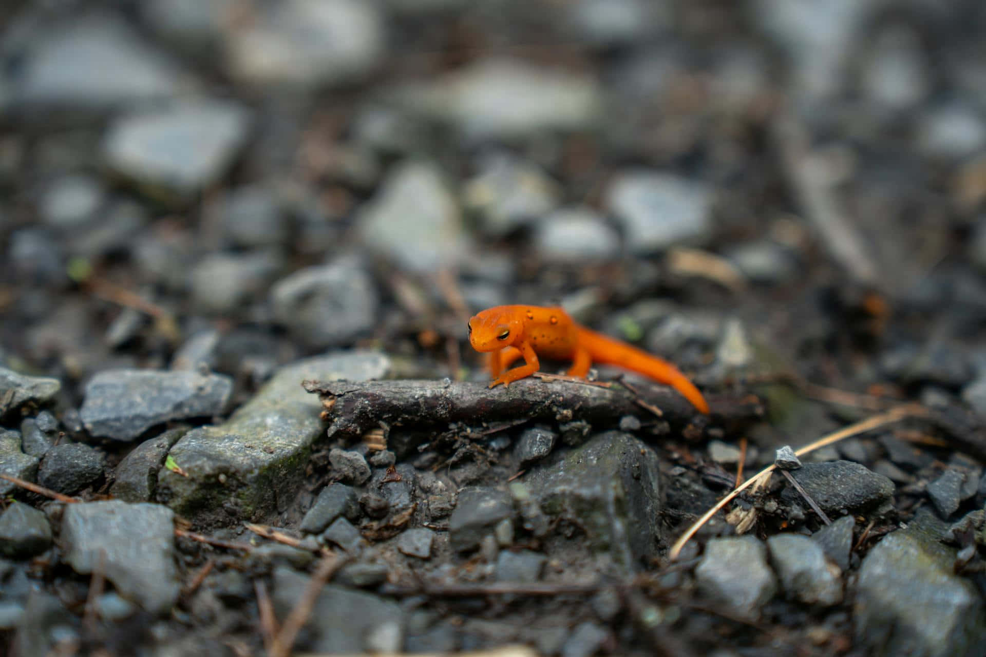 Orange Newton Rocky Ground.jpg Background