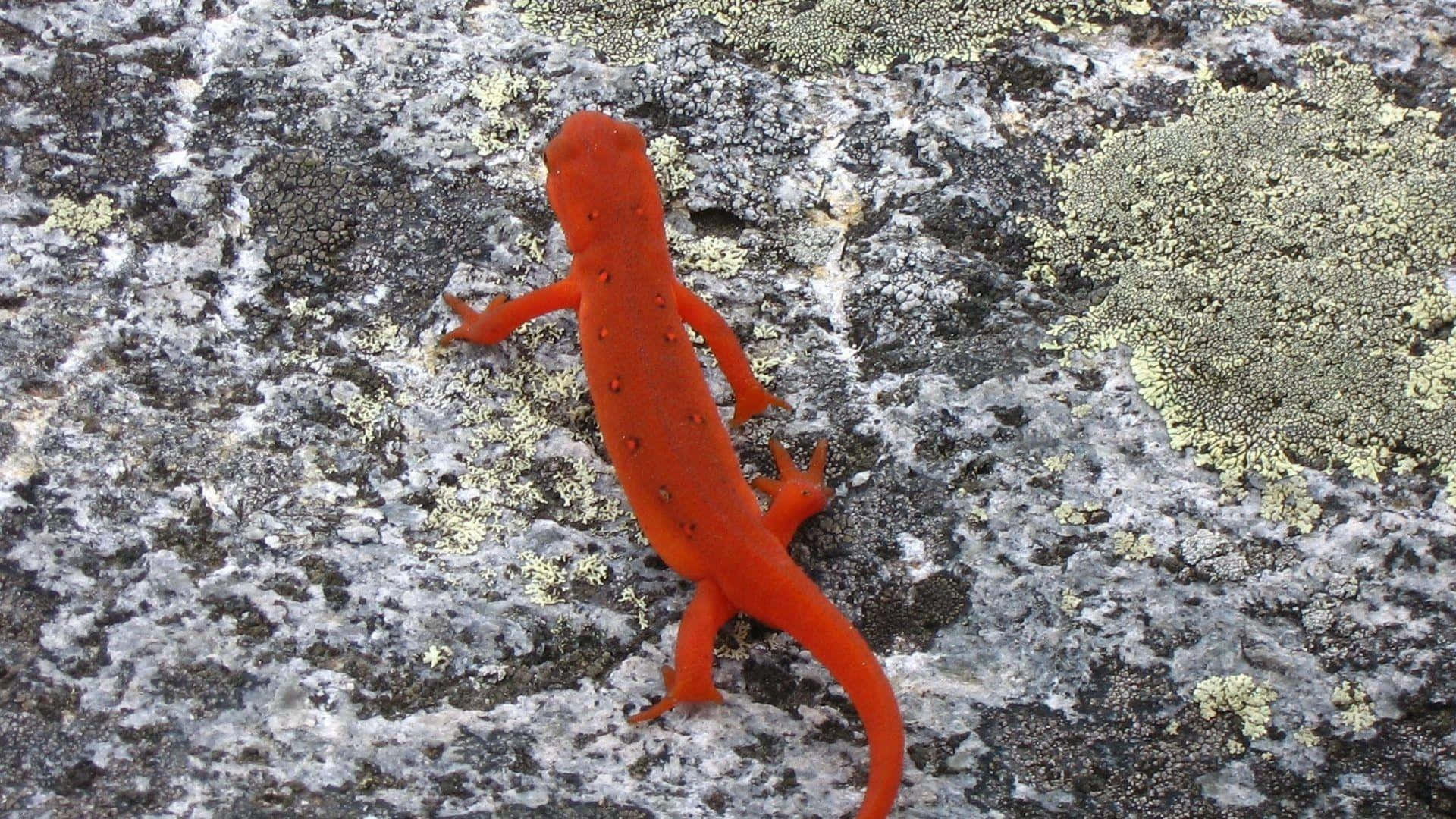 Orange Newton Rocky Surface.jpg Background