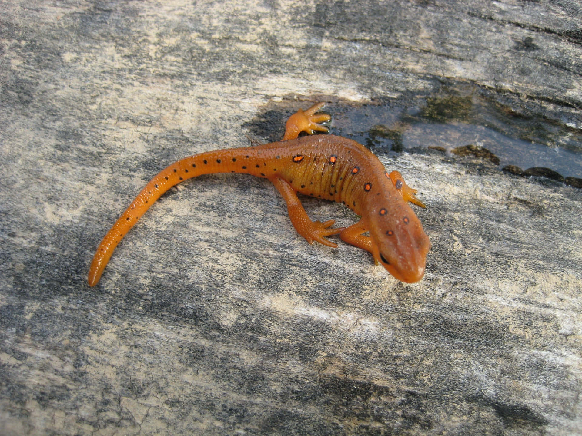 Orange Newton Rocky Surface.jpg