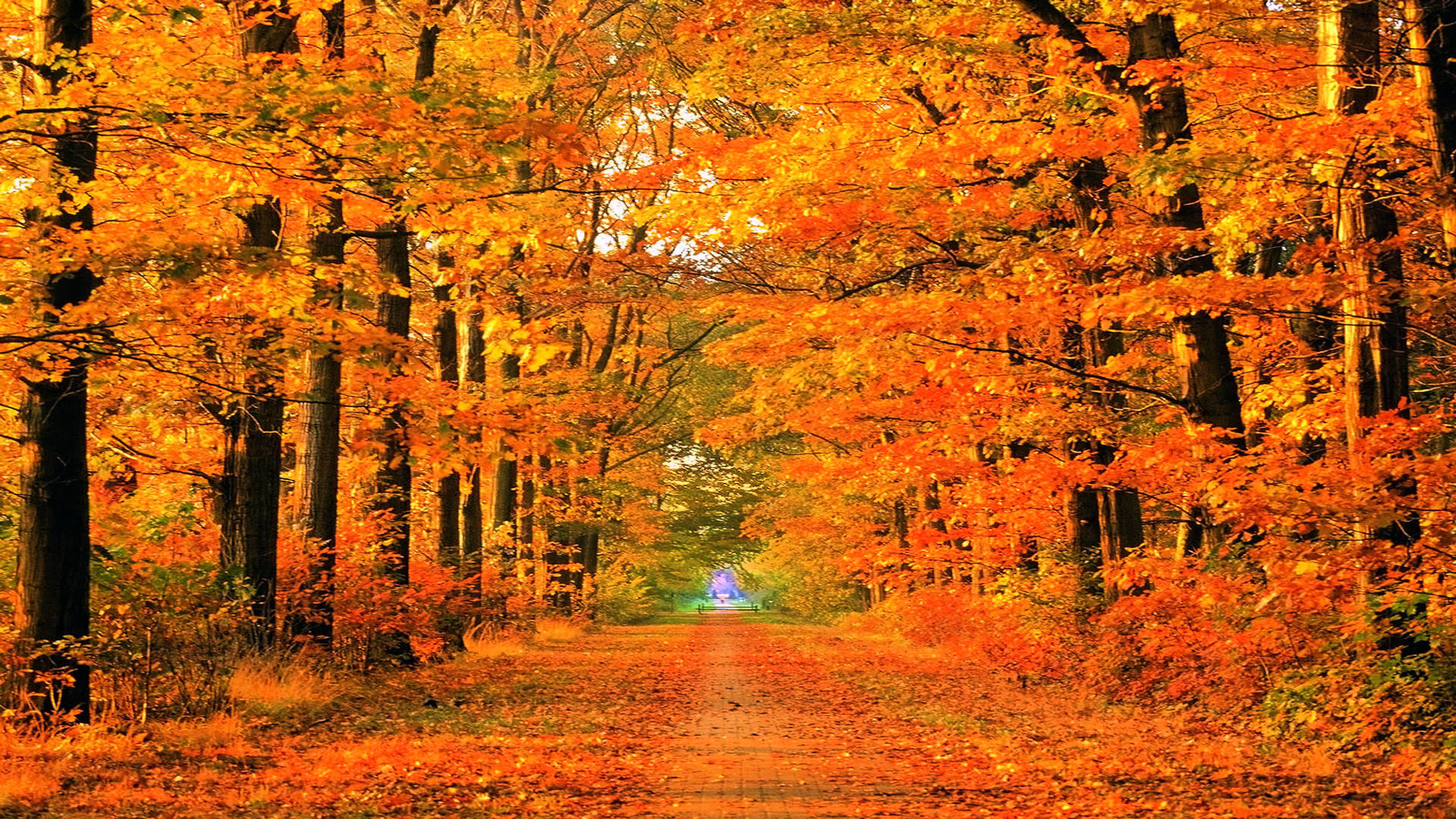 Orange Path Fall Desktop Background
