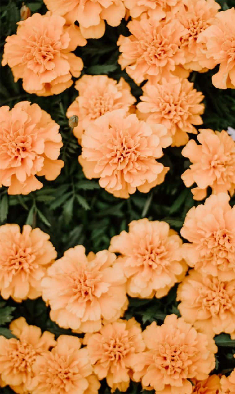 Orange Peach Flowers Background