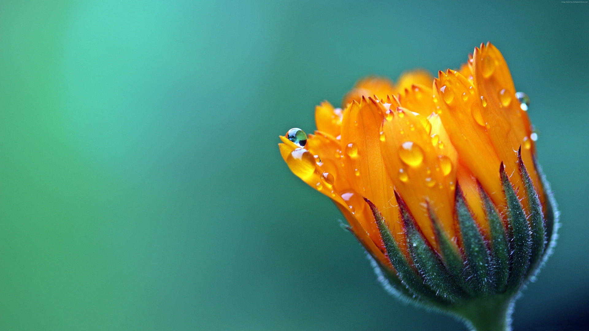 Orange Petal Covered Dew Macro Flower Background
