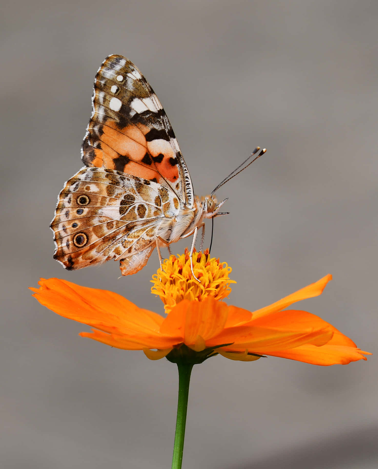 Orange Pollinating Butterfly Insects Background