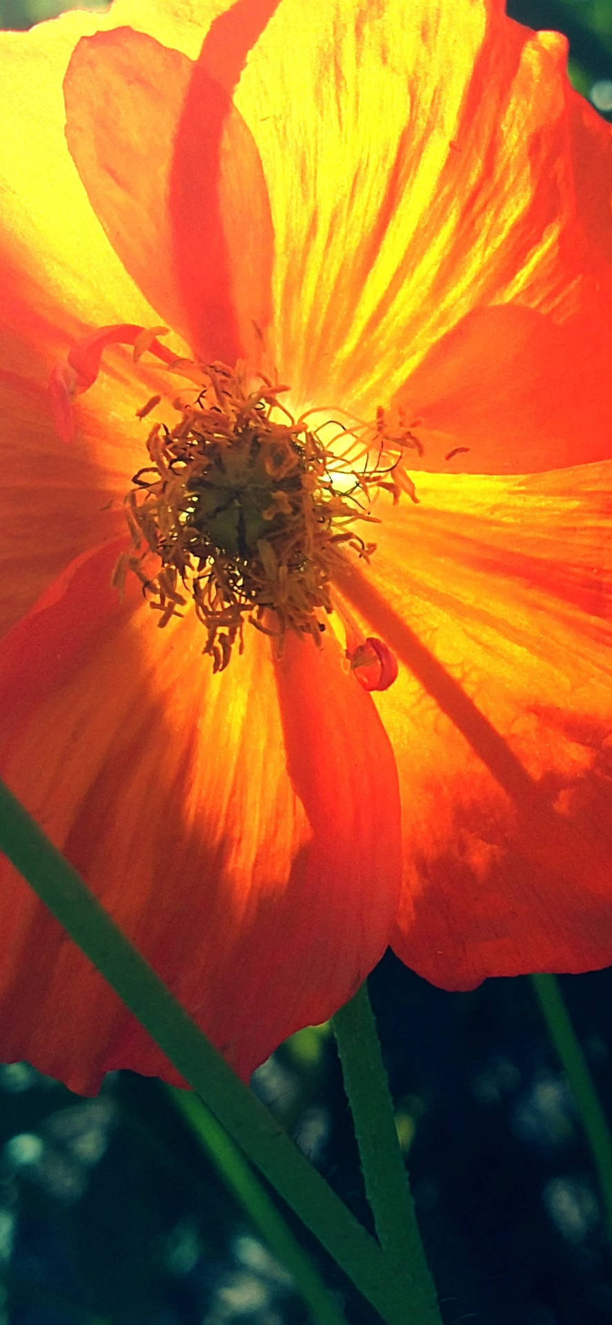 Orange Poppy Flower Background