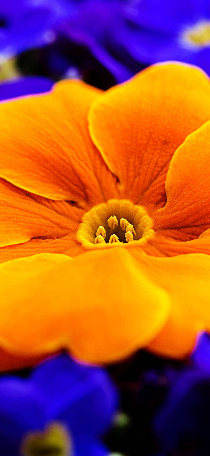 Orange Primrose Flower