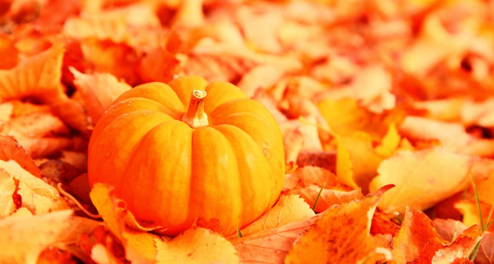 Orange Pumpkin Tumblr Autumn Desktop