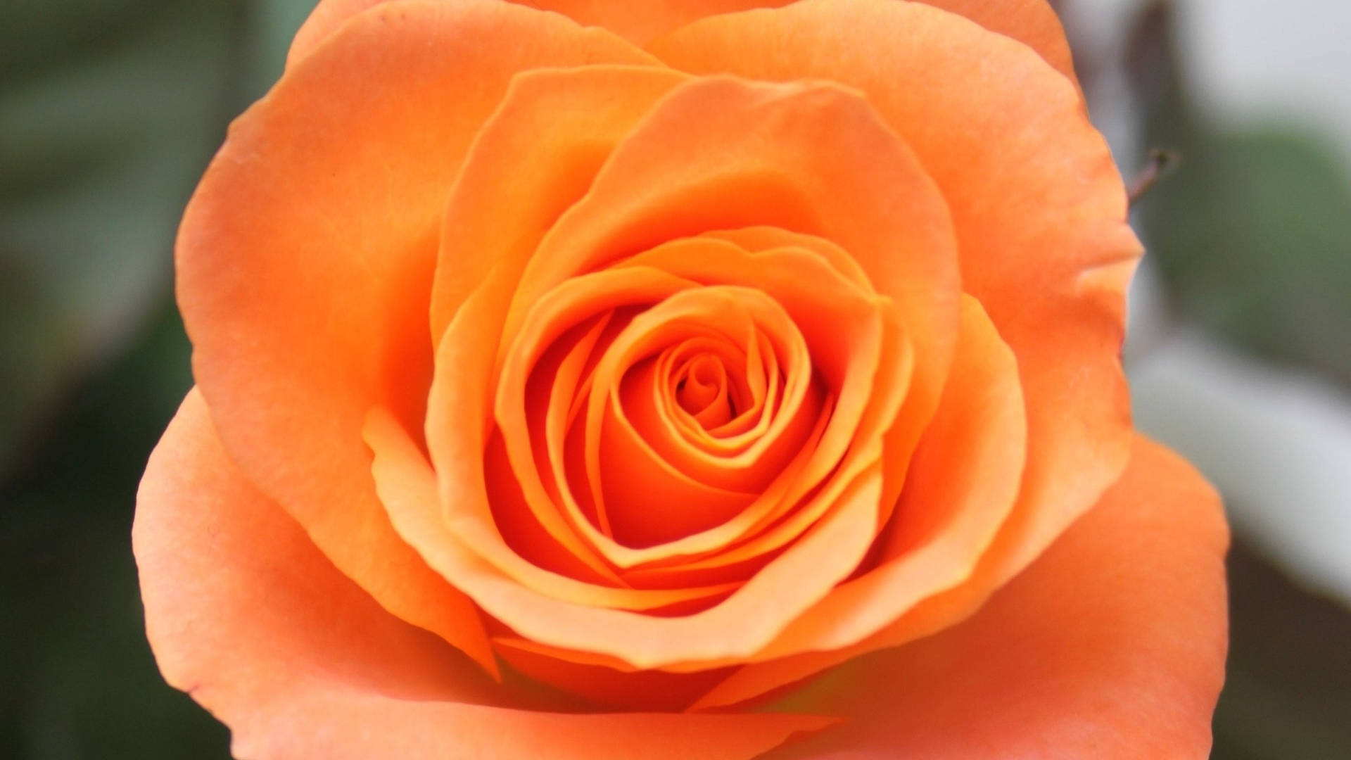 Orange Rose Flower