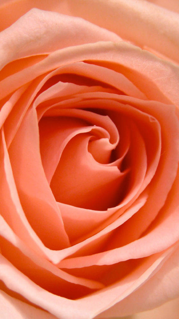 Orange Rose Hd Background