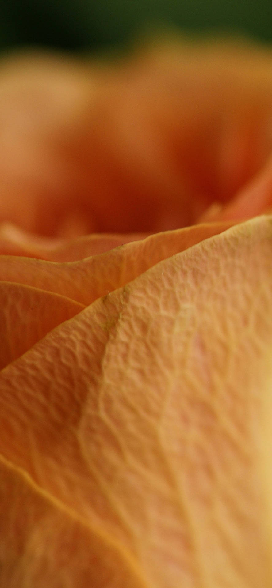 Orange Rose Petal Macro Background