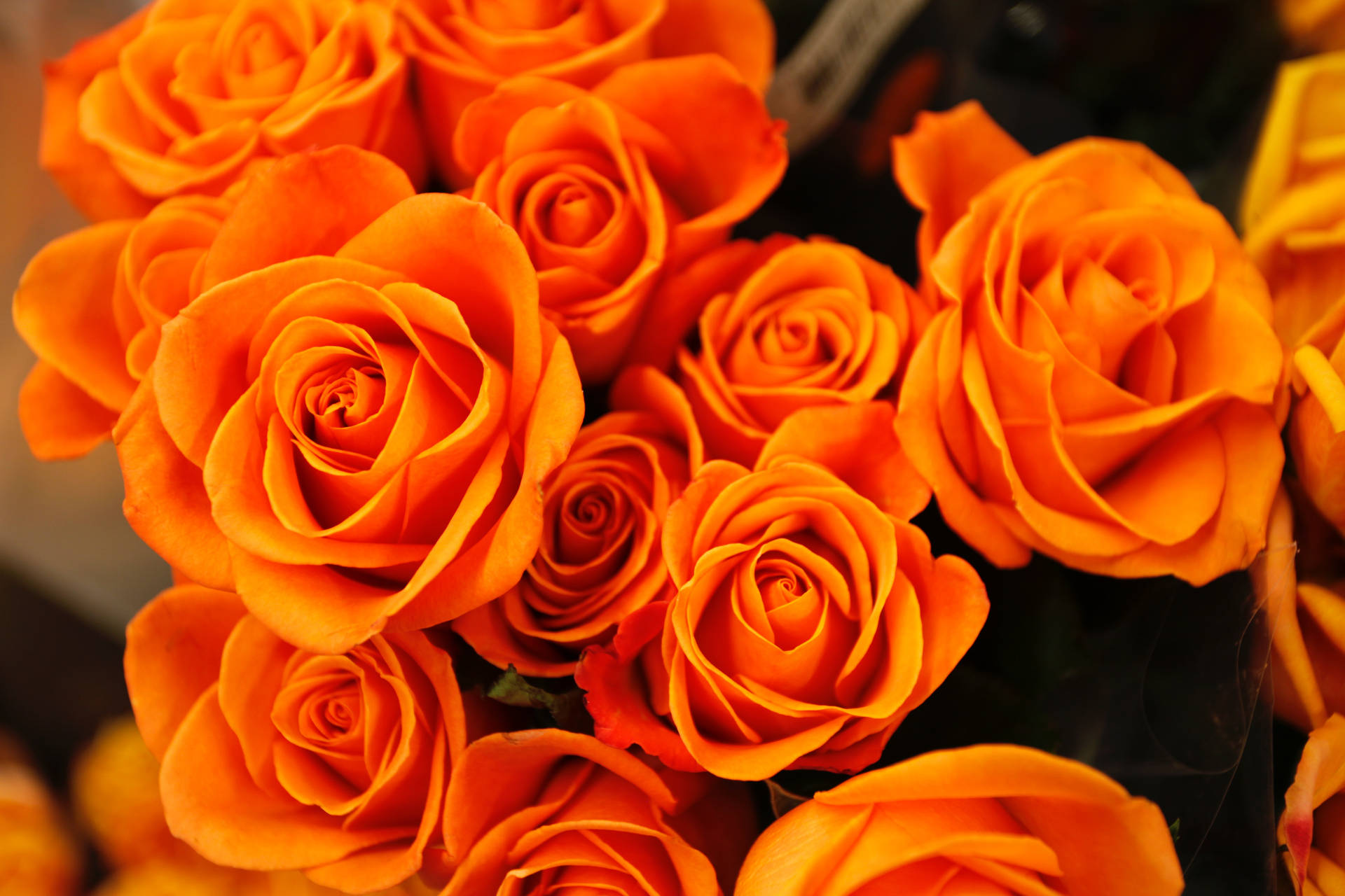 Orange Roses Full Screen 4k Flowers