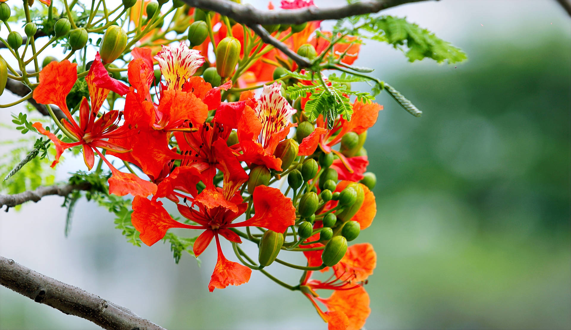 Orange Royal Poinciana Flowers Background