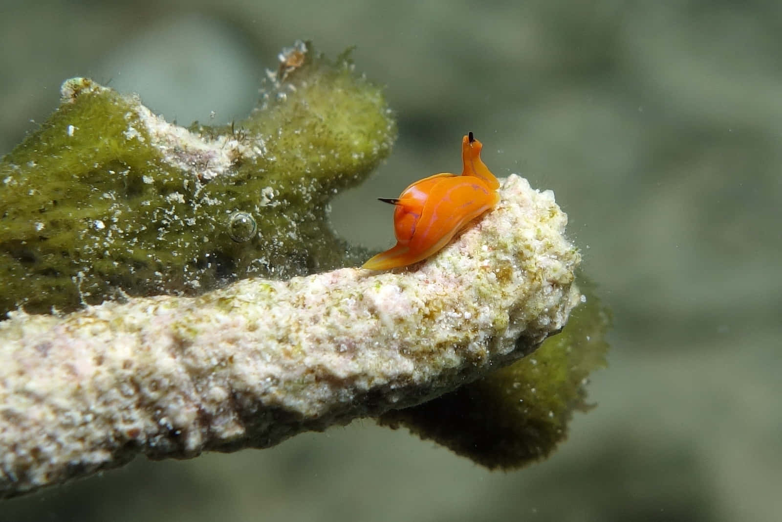 Orange Sea Slugon Coral Background