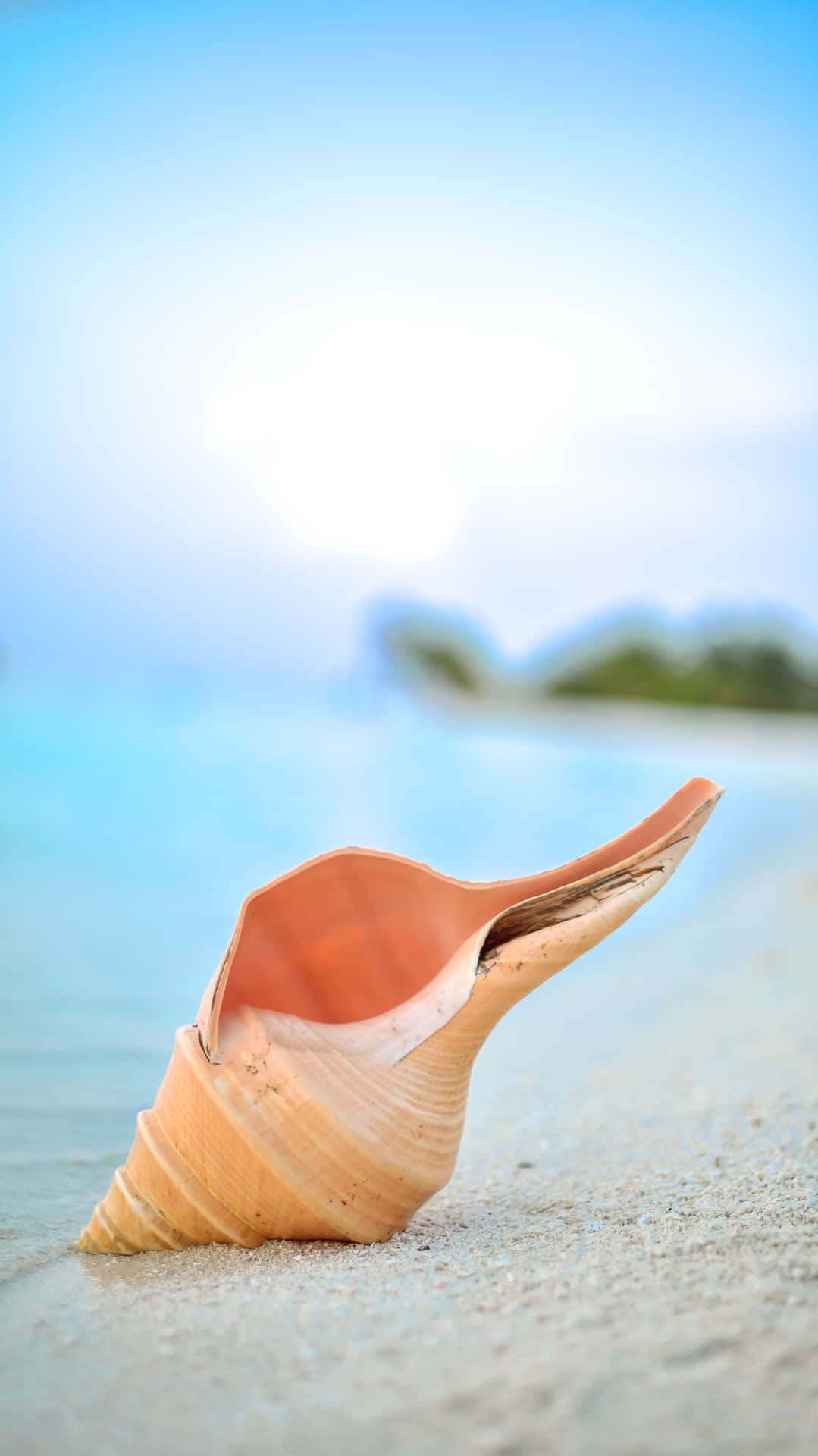 Orange Seashell On The Shore Background