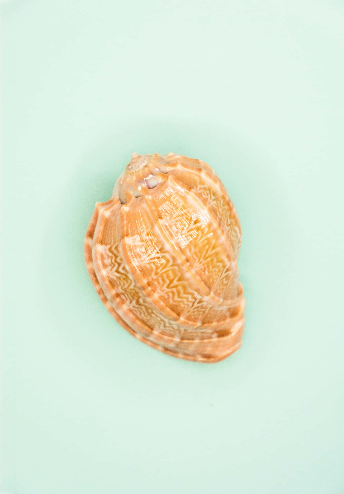 Orange Seashell With Patterns Background