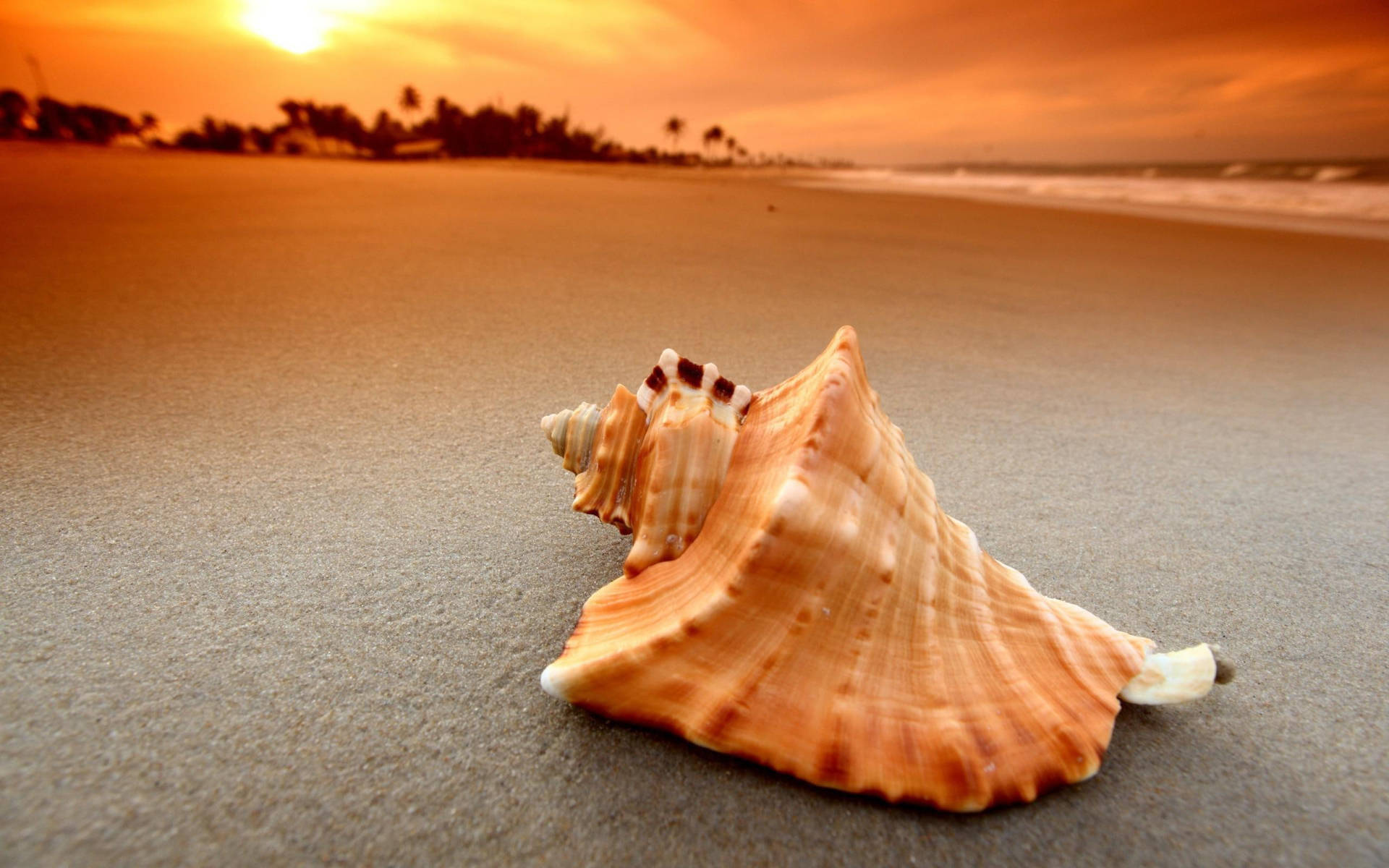 Orange Shell In Shore Background