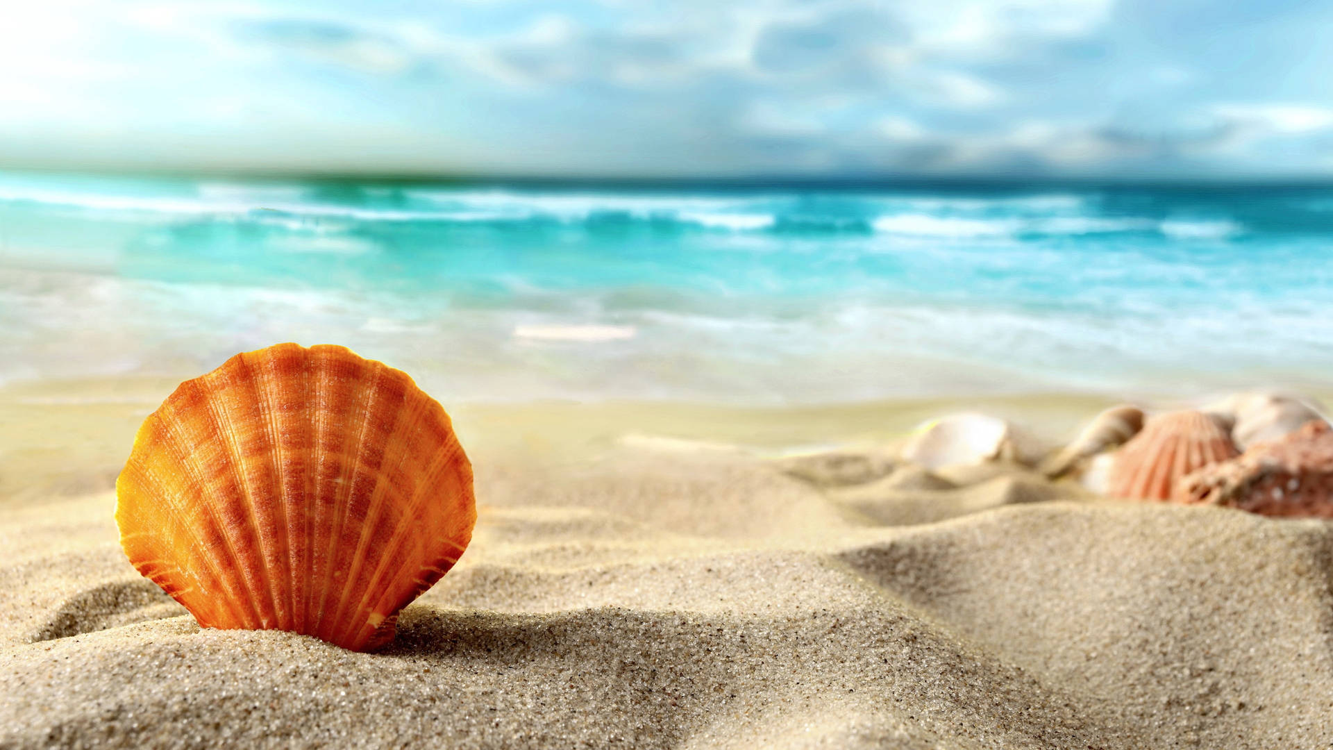 Orange Shell On Beach Shore Background