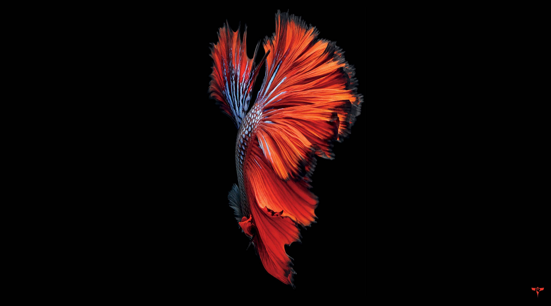 Orange Siamese Fighting Fish Black Mac Background