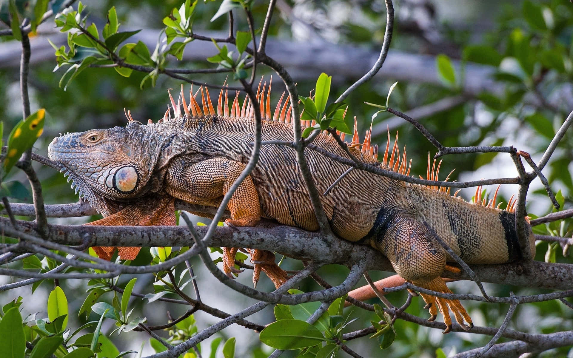 Orange Spiked Iguana Perched In Tree.jpg