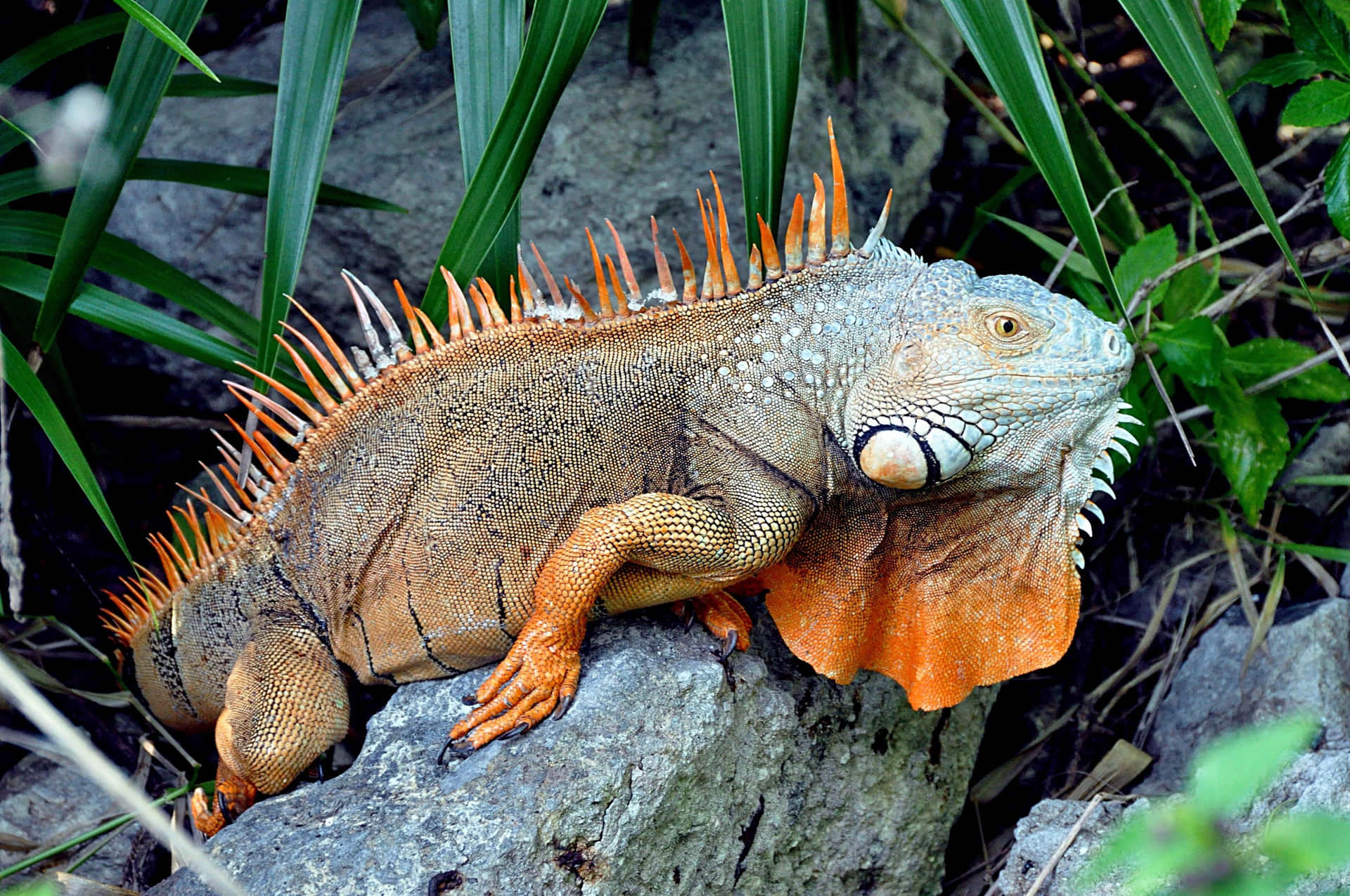 Orange Spiked Iguanaon Rock.jpg Background