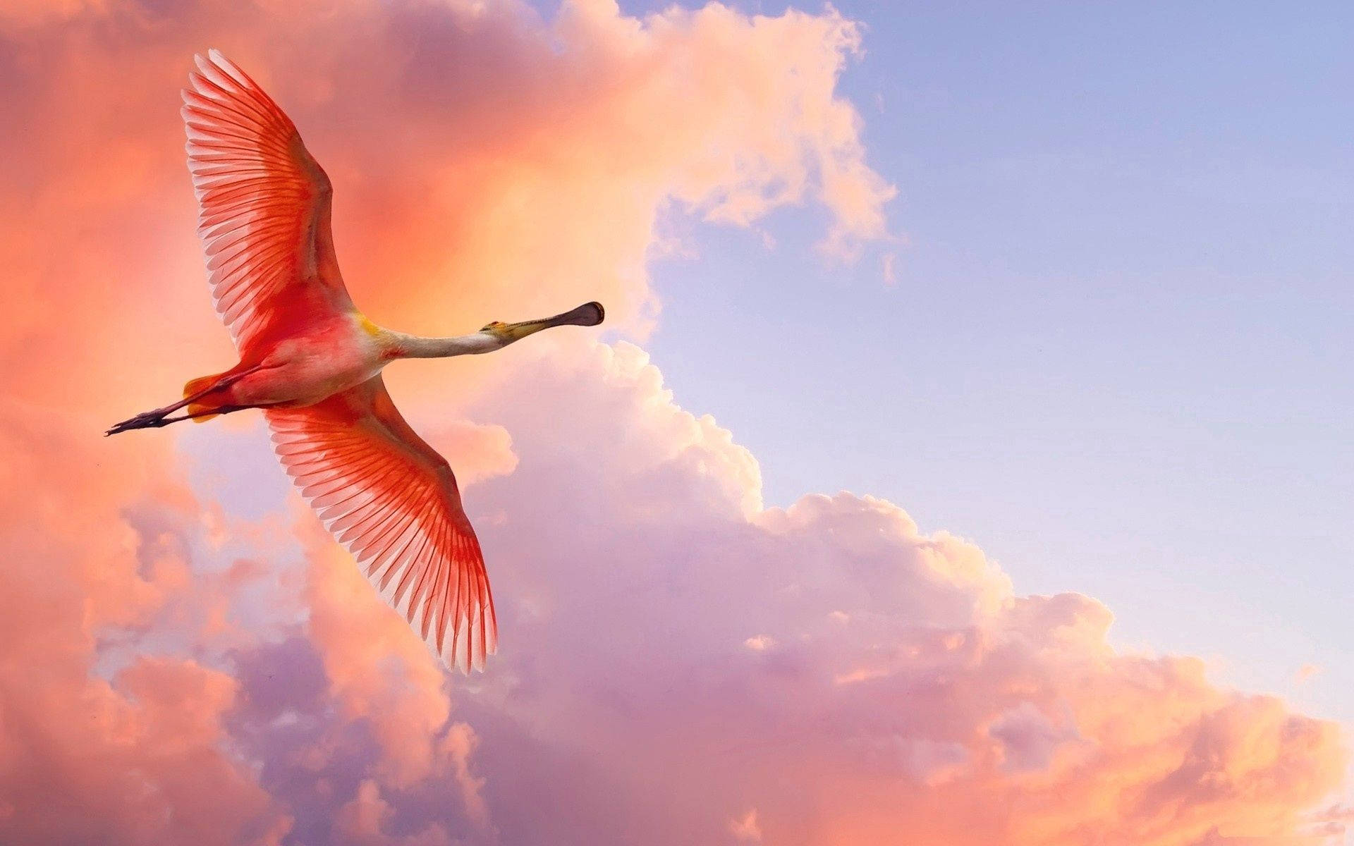 Orange Spoonbill Bird Flamingo Background