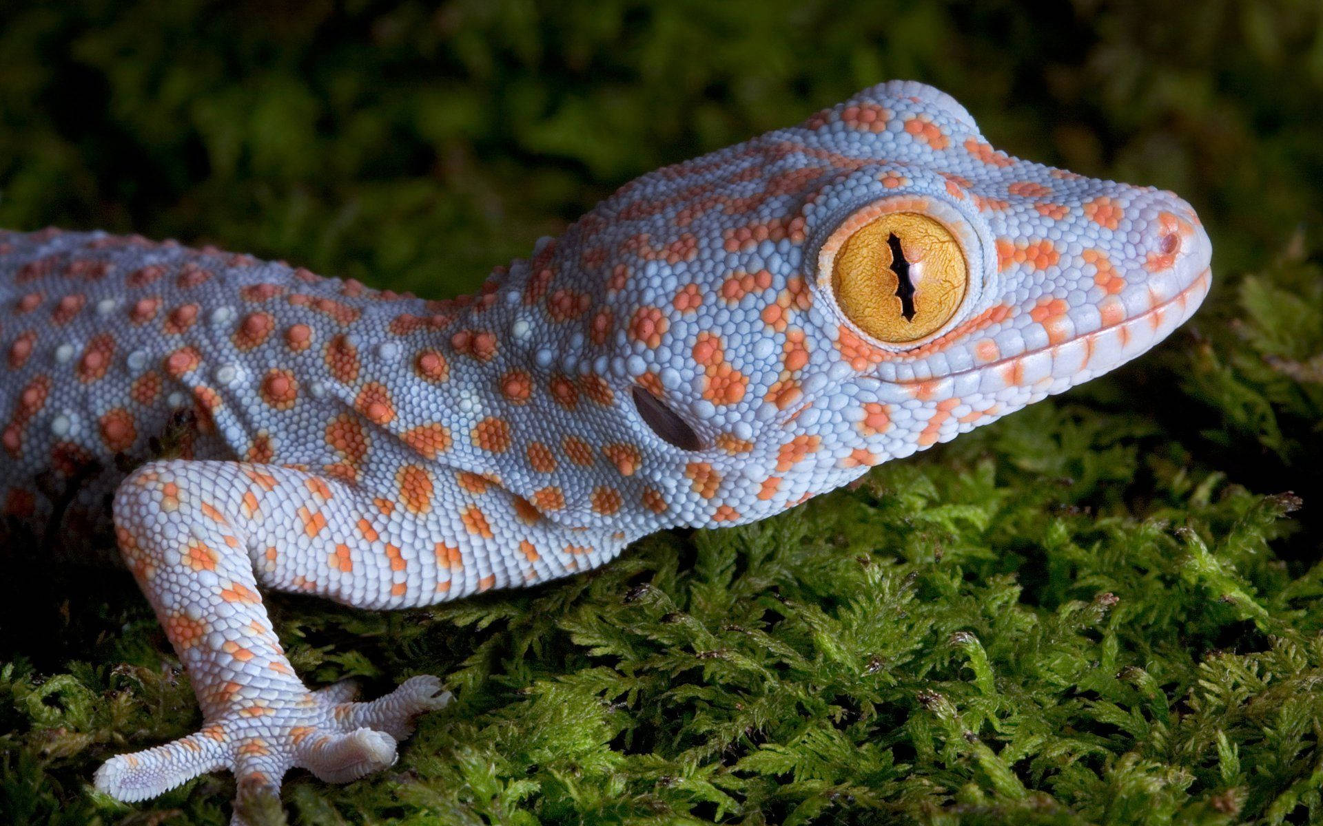 Orange Spotted Blue Gecko