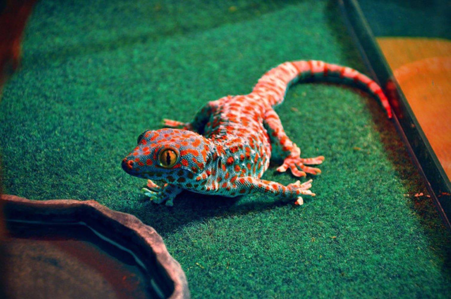 Orange Spotted Gecko