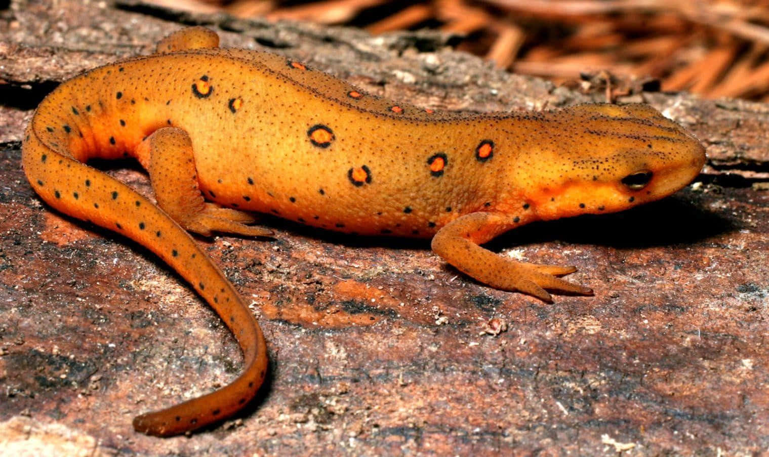 Orange Spotted Newt On Rock Background