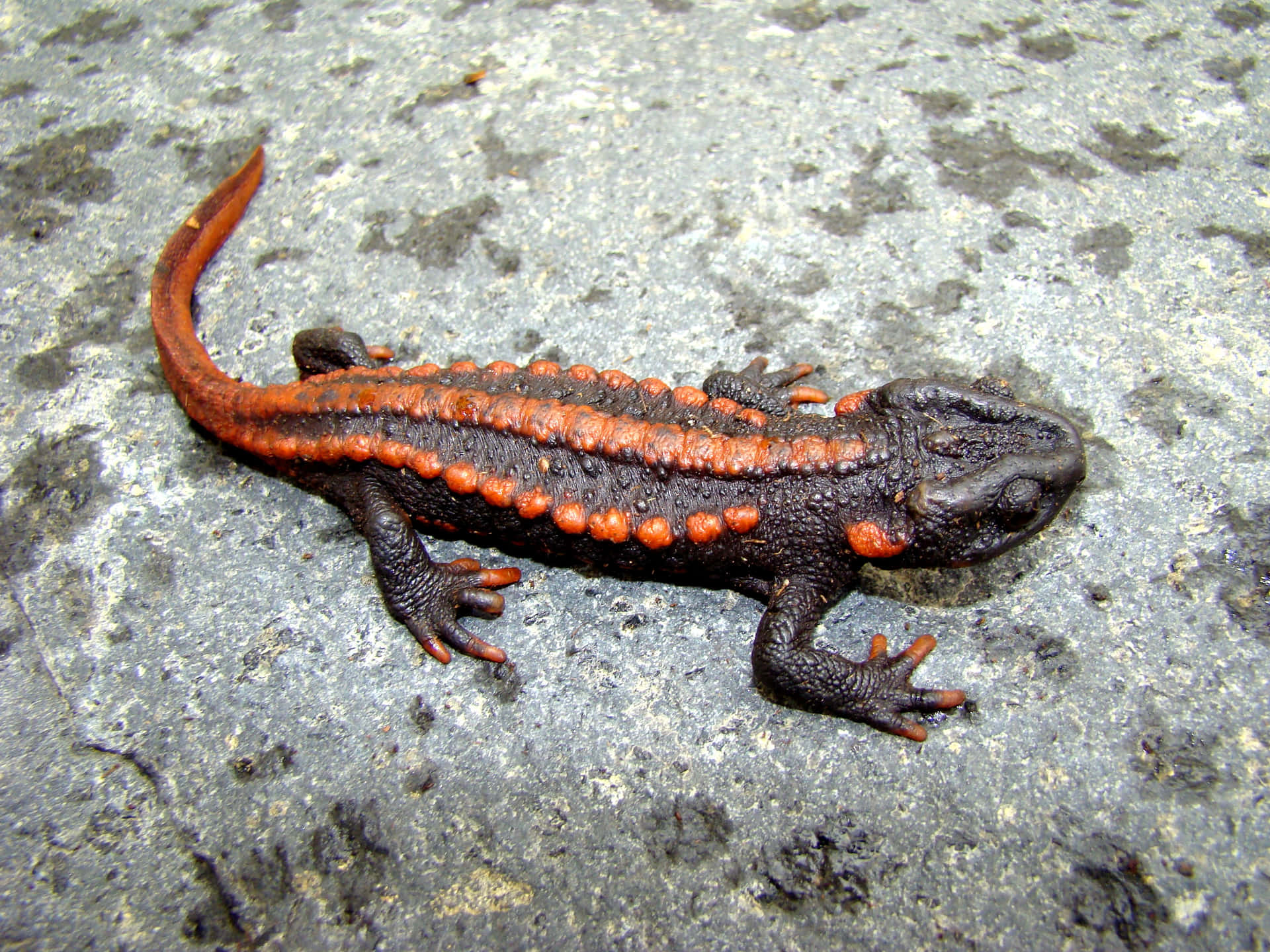 Orange Spotted Newton Rock Background