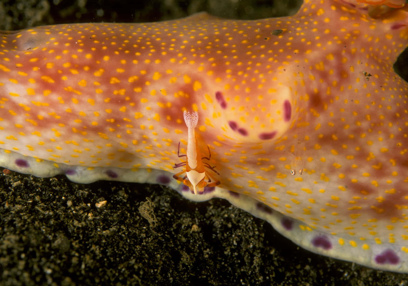 Orange Spotted Sea Slug Background