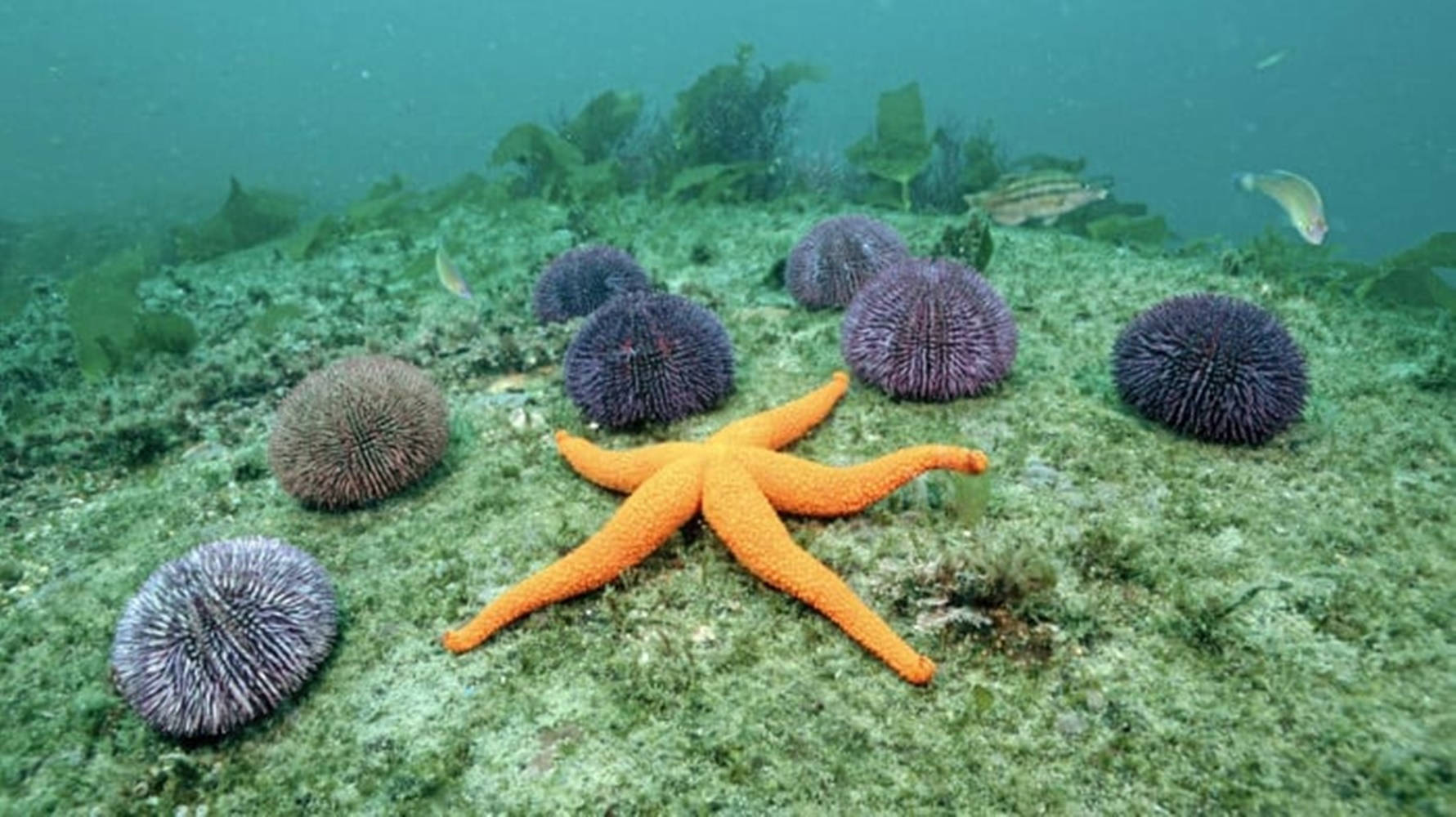 Orange Starfish And Sea Urchin