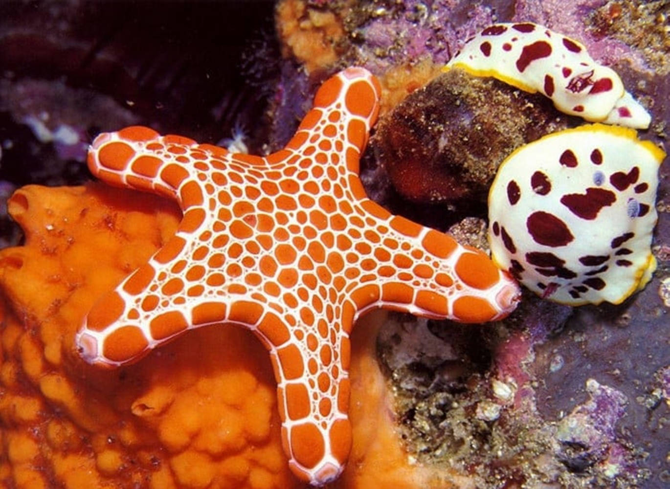 Orange Starfish And White Patterns Background