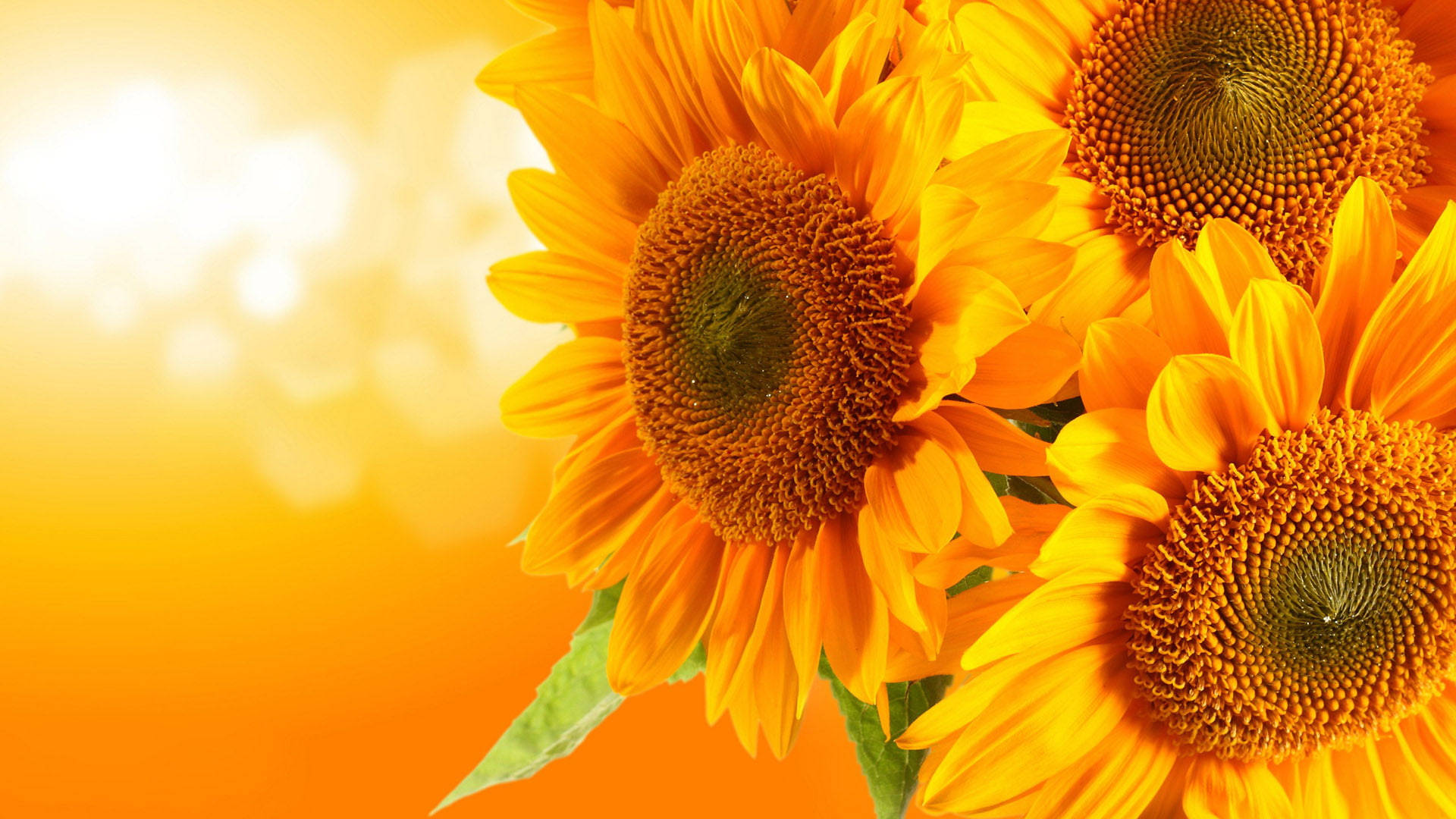 Orange Sunflower Laptop Background