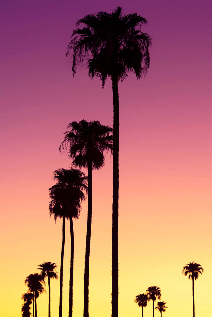 Orange Sunset With Palm Tree Background