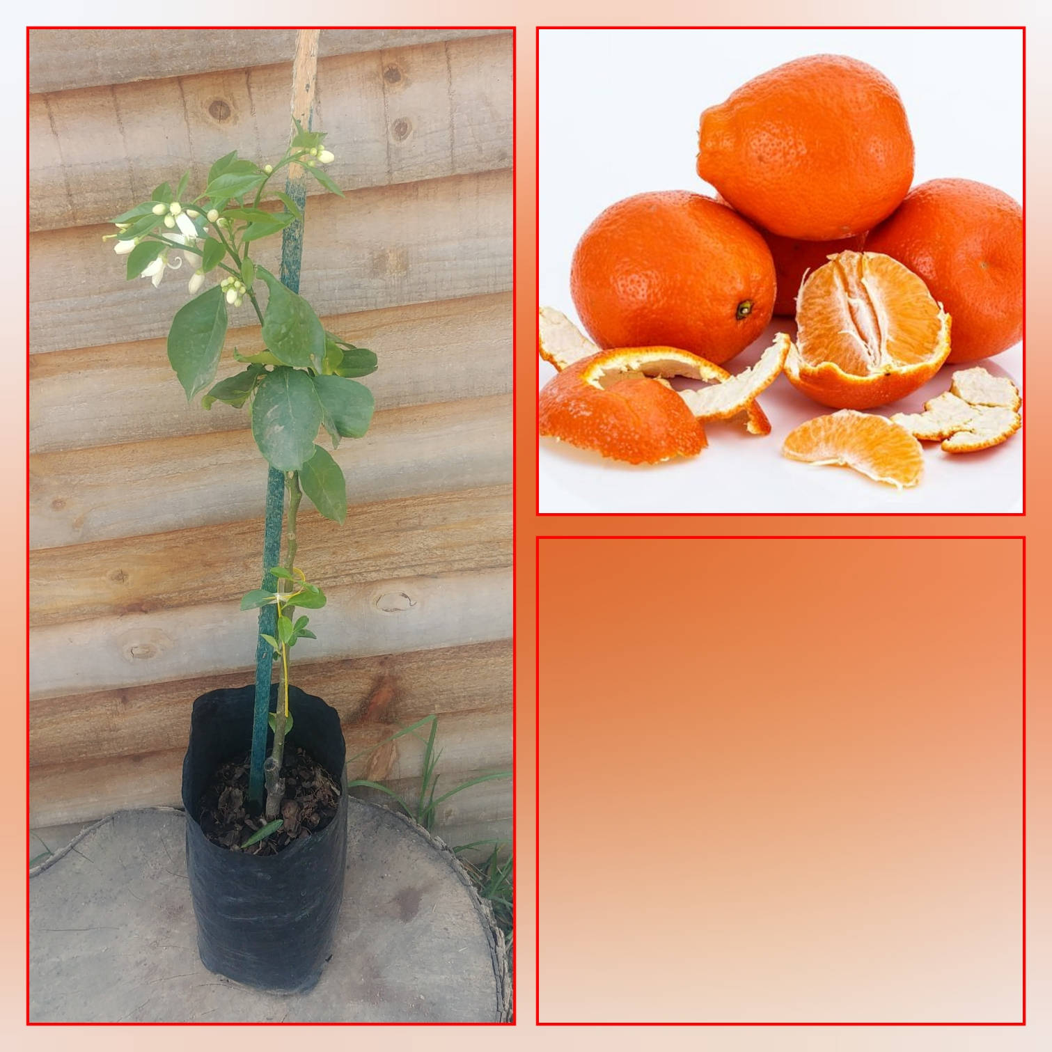 Orange Tangelo Fruits And Plant Background