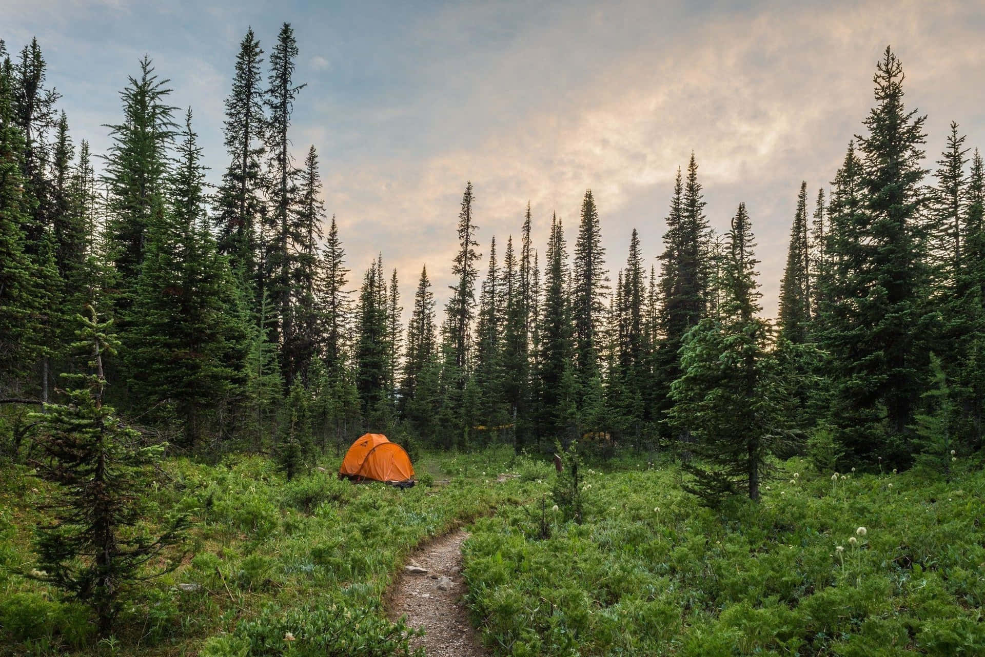 Orange Tent Camping Desktop