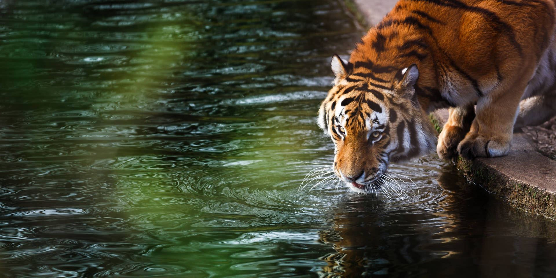 Orange Tiger Hd Drinking Water Background