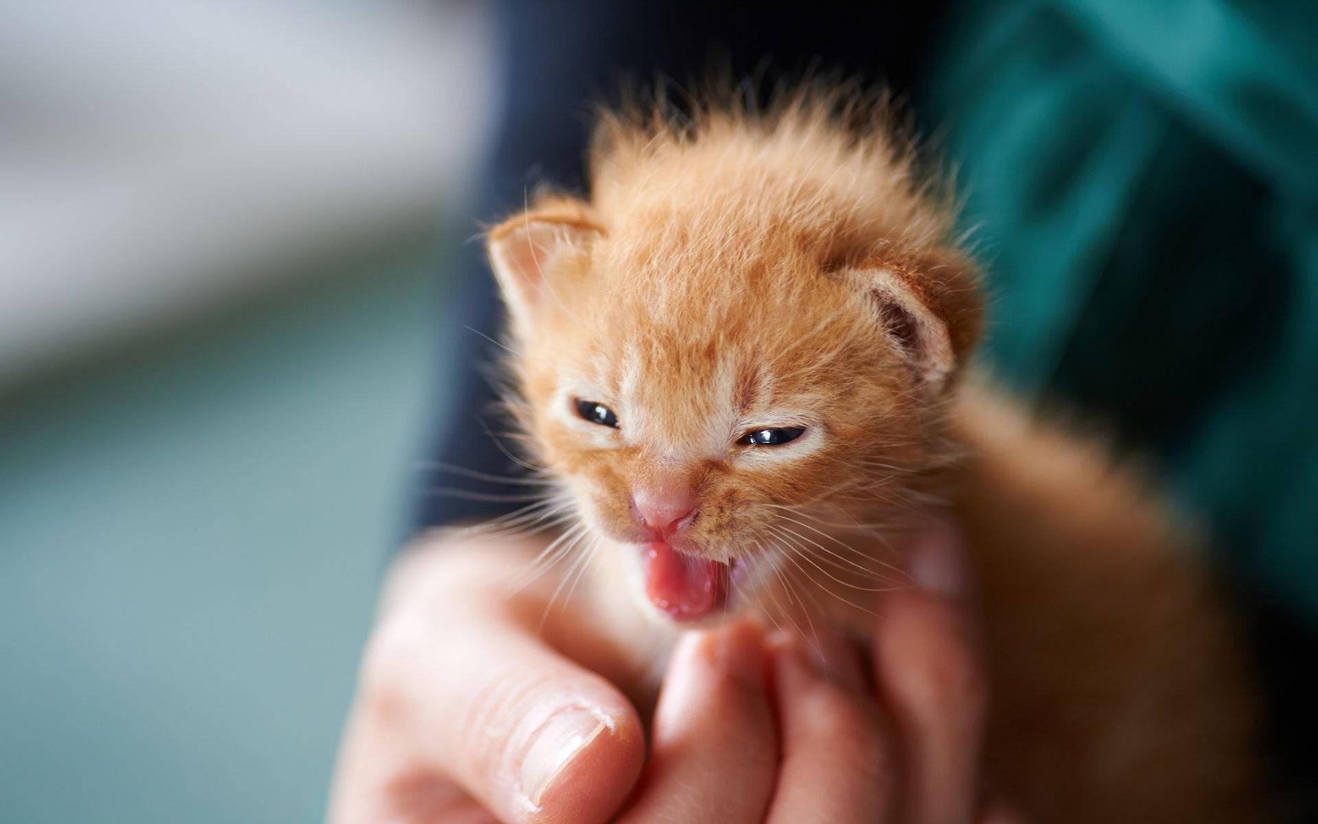 Orange Tiny Kitten