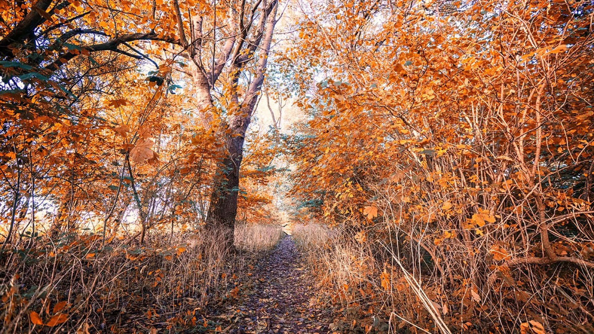 Orange Trees Early Fall Background