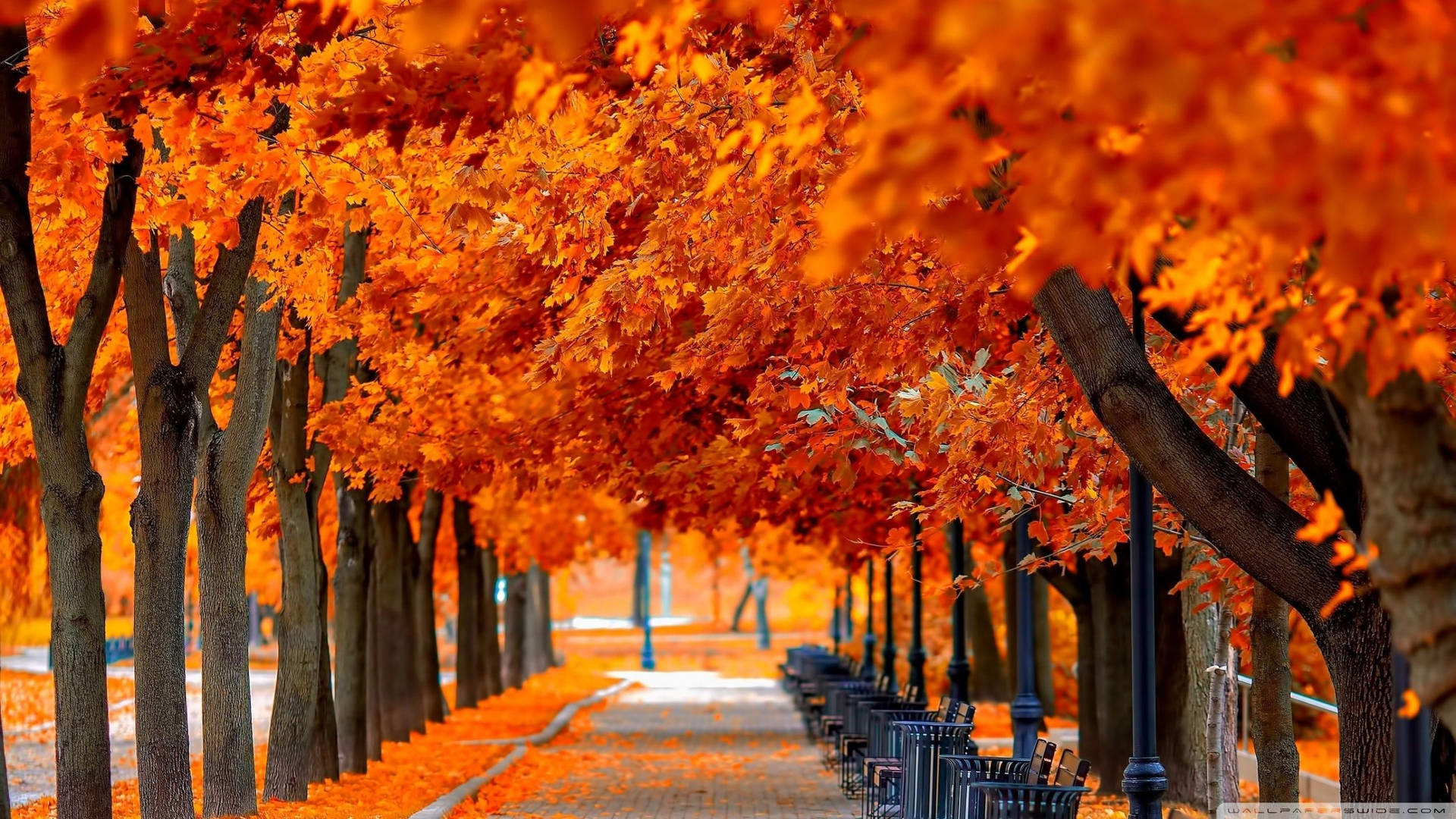 Orange Trees In Fall Scenic Background