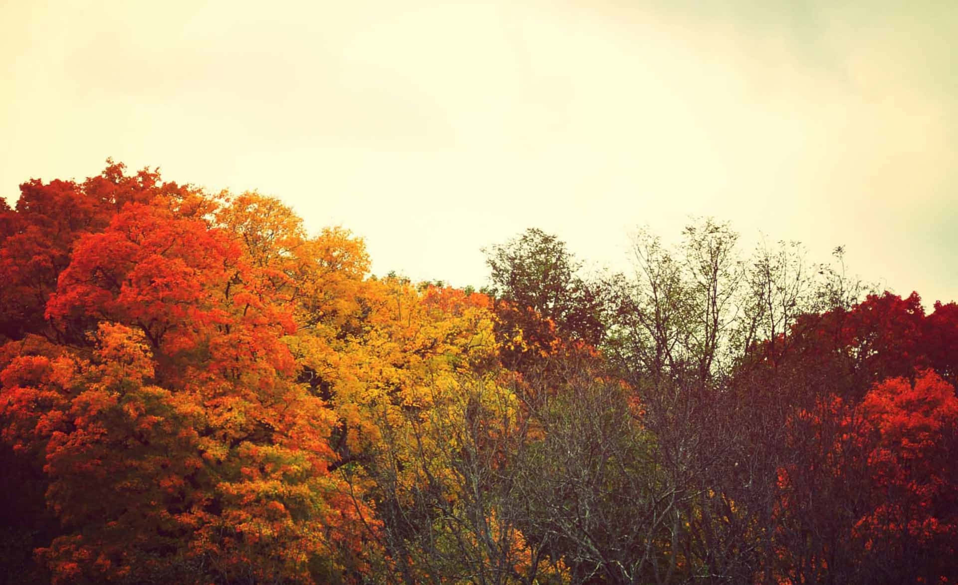 Orange Trees Tumblr Autumn Desktop