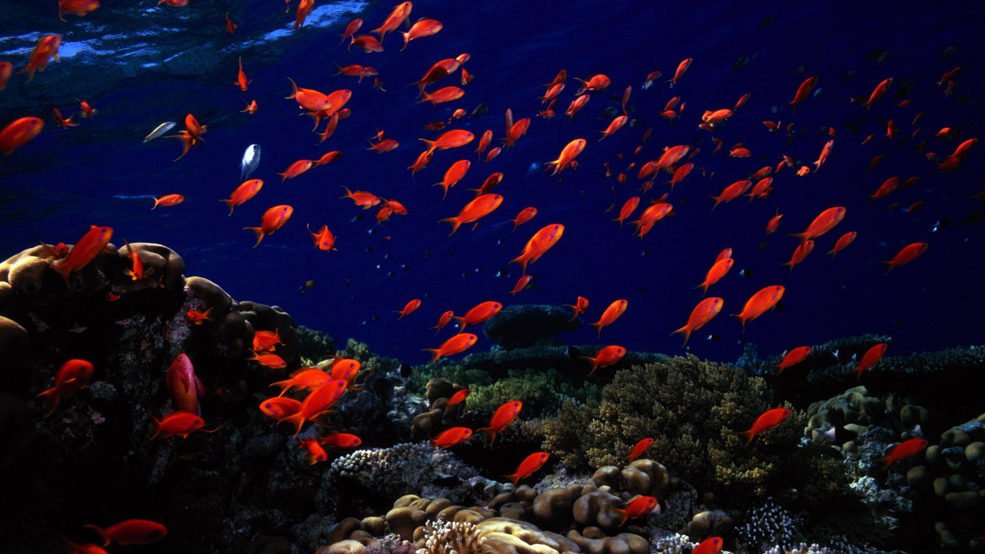 Orange Tropical Fish Night Background